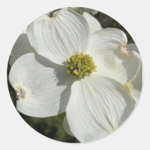 Adesivo Pau-rosa americano (Cornus florida)