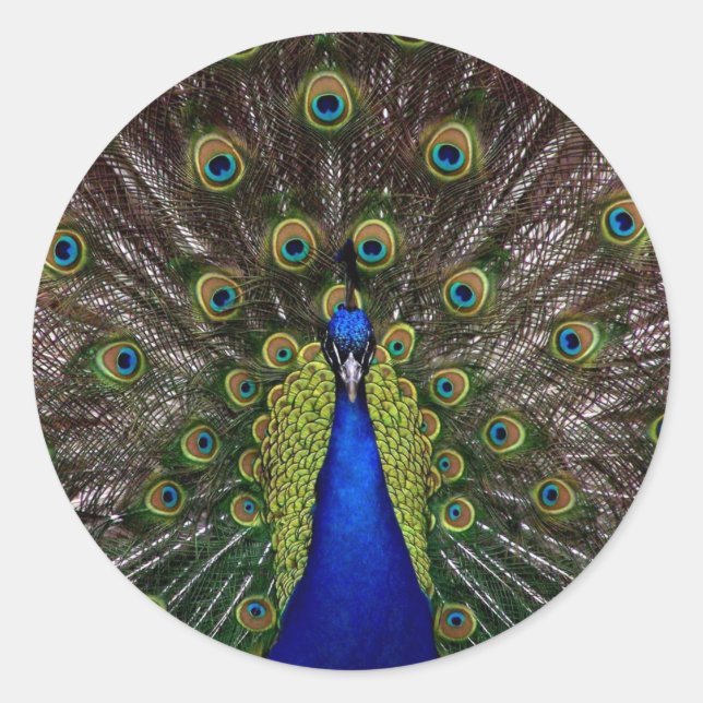 Adesivo pavão (Frente)