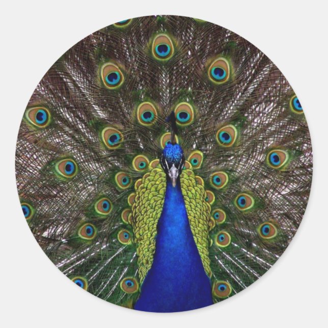 Adesivo pavão (Frente)