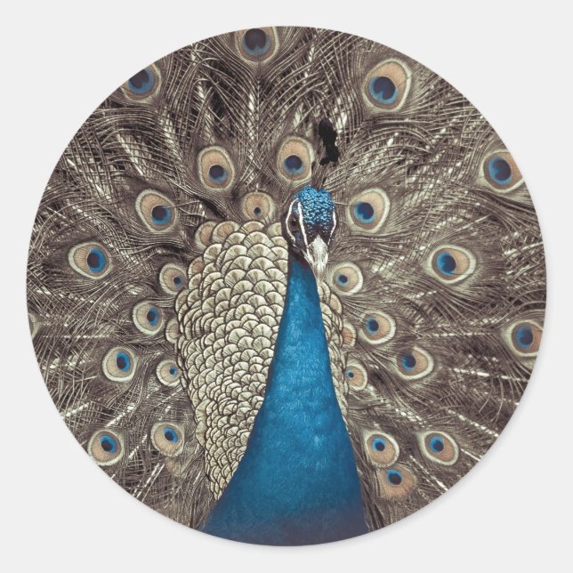Adesivo Pavão Azul Antiquado (Frente)