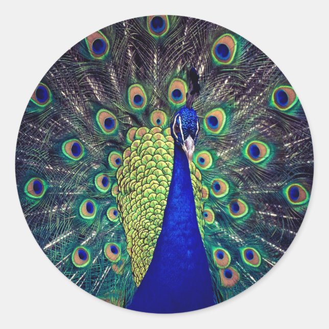 Adesivo Pavão Azul Cobalto (Frente)