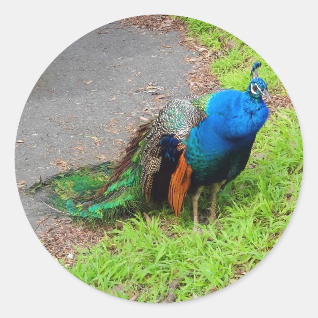 Adesivo Pavão Azul nº 1 (Frente)