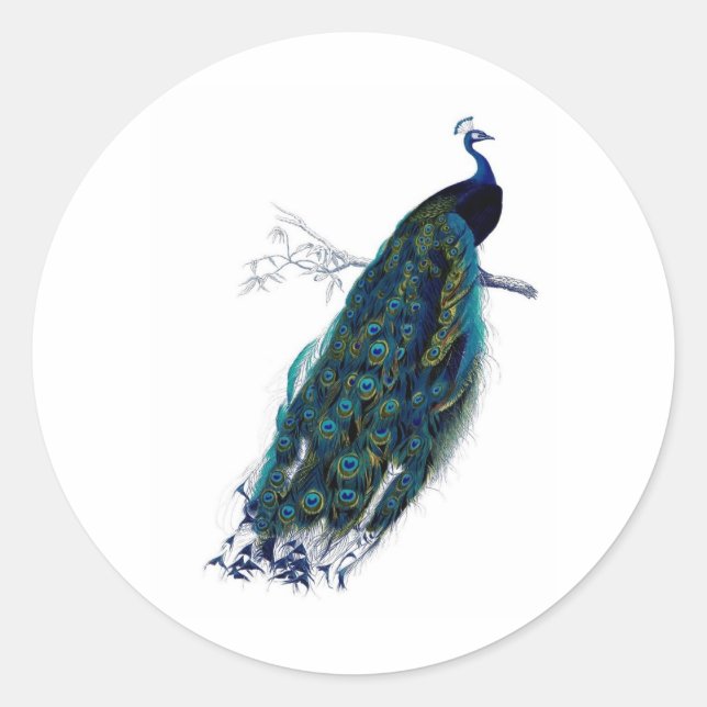 Adesivo Pavão Impressão de História Natural Antiquada (Frente)