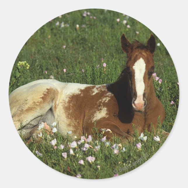Adesivo Pé de Appaloosa que se deita em Flores (Frente)