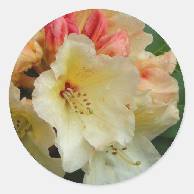 Adesivo Peachy Cream Azaleas (Frente)