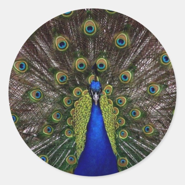 Adesivo Peacock (Frente)