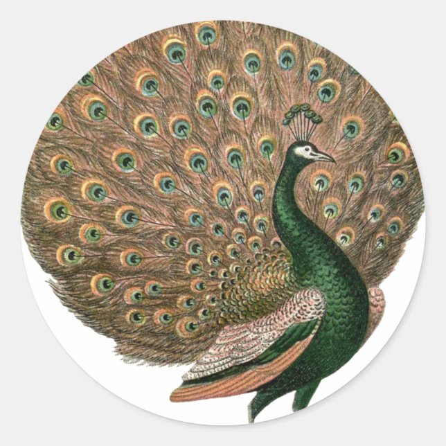 Adesivo Peafowl (pavão) de arte venenosa despenca ouro ver (Frente)
