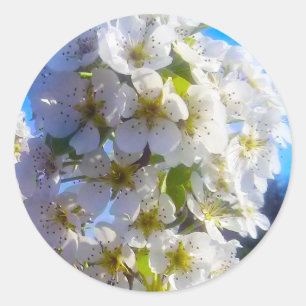 Adesivo Pear Blossoms
