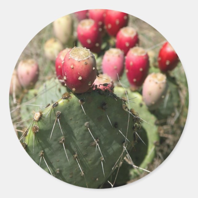 Adesivo Pear Cactus Prickly No Texas (Frente)