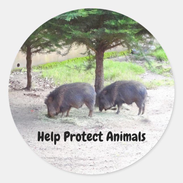 Adesivo Peccaria Chacoan 3 Stickers (Frente)