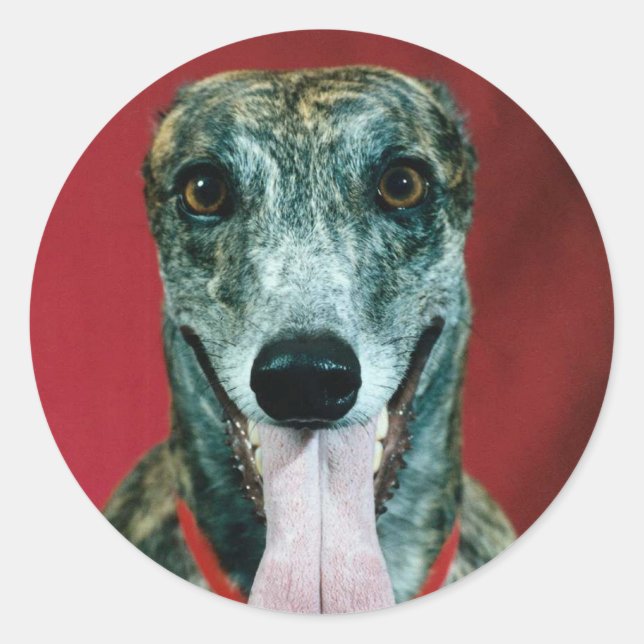 Adesivo PEDAÇOS Greyhound Sticker Brindle (Frente)