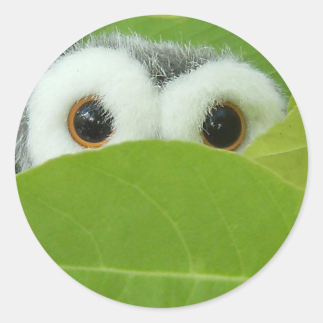 Adesivo Peek-A-Boo (Frente)