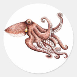 Adesivo Pegatina Pulpo Octopus vulgaris