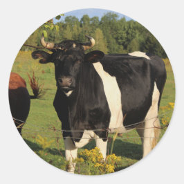 Adesivo Pegue o Touro pelos Cornos