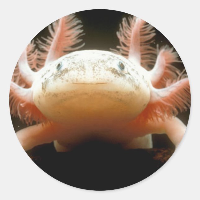 Adesivo Peixe Andando Mexicano (Frente)