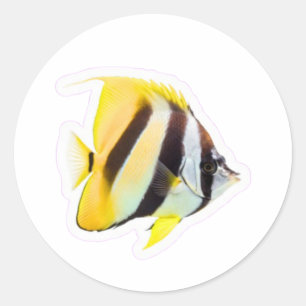 Adesivo Peixe Borboleta Exótico - Beleza Vibrante do Recif