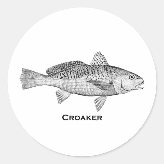 Adesivo Peixe-Croaker (Frente)