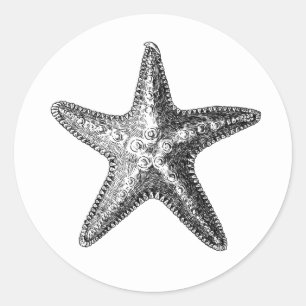 ADESIVO "PEIXE DE ESTRELO" SEALIFE ENVELOPE SACO