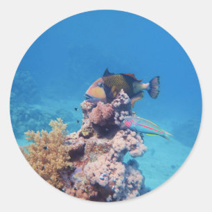 Adesivo Peixe-gato repousa sobre um bloco de coral no reci