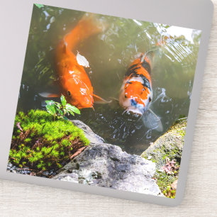 Adesivo Peixe Koi numa lagoa