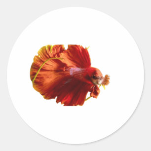 Adesivo Peixe-Lutador-Siamês Vermelho Majestoso Meia-Lua S