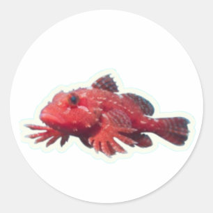 Adesivo Peixe-Raro-de-Mão-Vermelha Peixe Andador - Wi-Mari