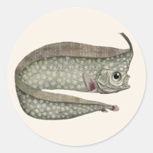 Adesivo Peixe Regaleco, Vida Marinha Aquática Vintage