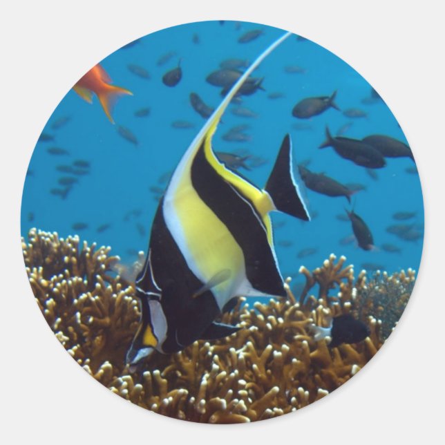 Adesivo Peixes Animais aquáticos (Frente)