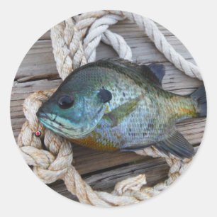 Adesivo Peixes-Bluegill nas docas e cordas
