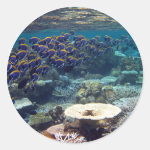 Adesivo Peixes do cirurgião do azul de pó
