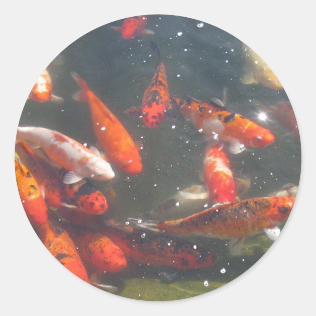 Adesivo Peixes Koi Coloridos Num Pond (Frente)