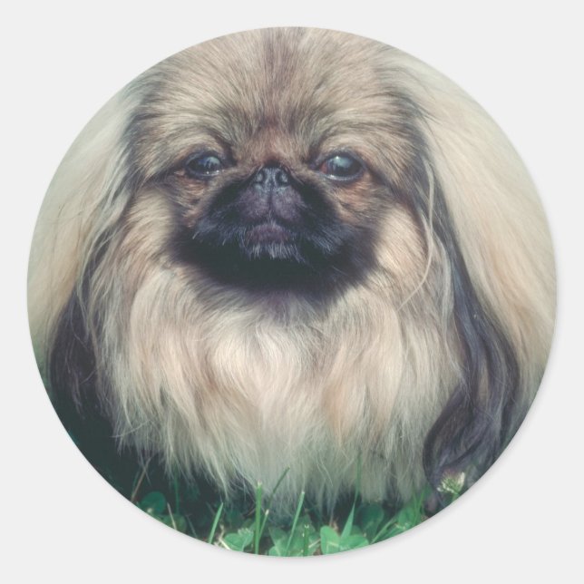Adesivo Pekingese (Frente)