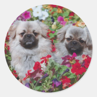 Adesivo Pekingese Stickers