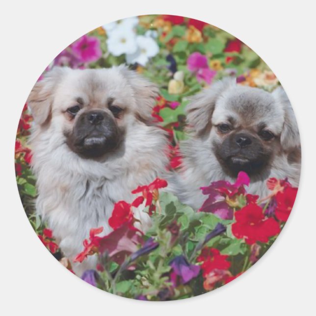 Adesivo Pekingese Stickers (Frente)