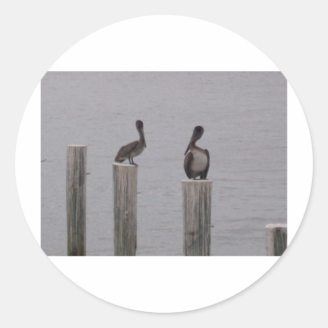 Adesivo Pelicanos 3 (Frente)