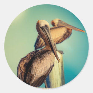 Adesivo Pelicanos no amanhecer