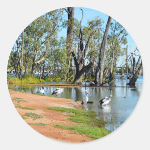 Adesivo Pelicanos Sunbaking River Murray Austrália Sticke