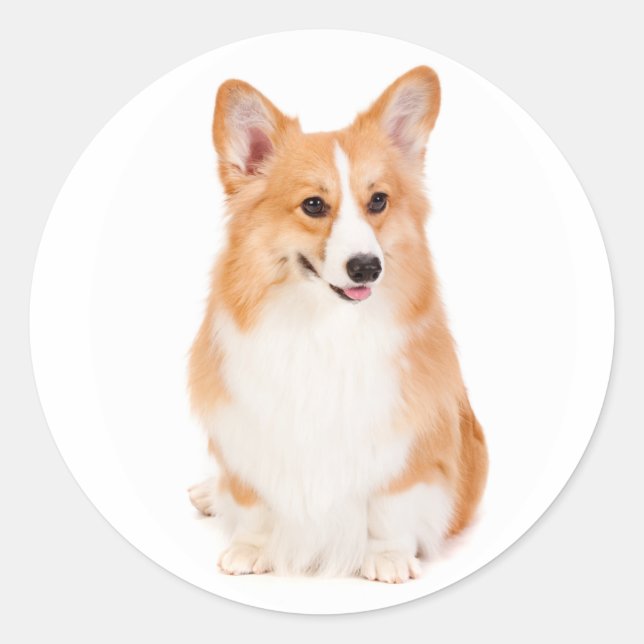 Adesivo Pembroke Welsh Corgi Sticker (Frente)