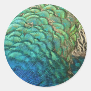 Adesivo Penas de Pavão I Desenho Abstrato Colorido da Natu