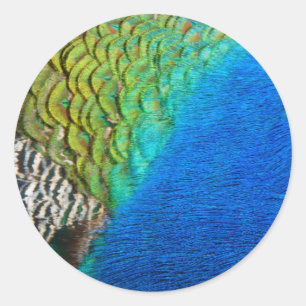 Adesivo Penas de Pavão IV Colorido Abstrato Natureza