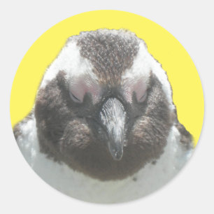 Adesivo Penguin Face Sticker Sul-Africano