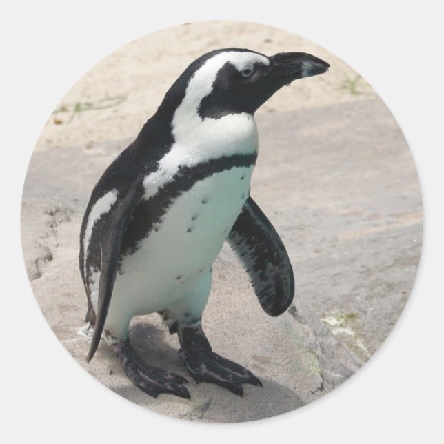Adesivo Penquin Sticker (Frente)