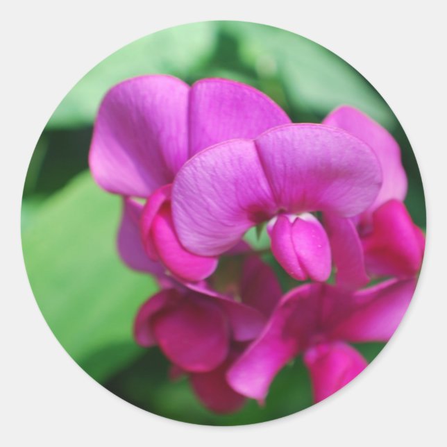 Adesivo Pentes de Ervilha Doce (Frente)