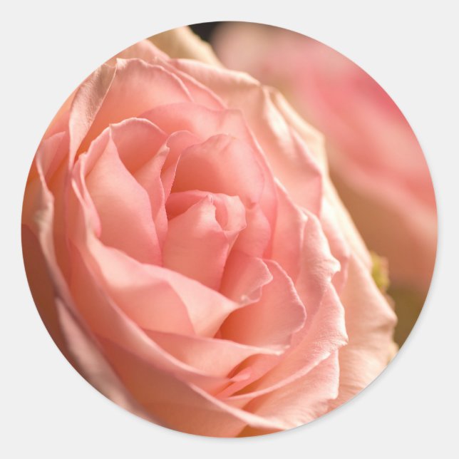 Adesivo Pentes Rosa Rosa Espelhos (Frente)