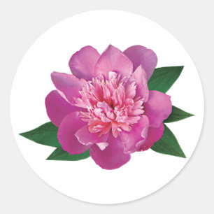 Adesivo Peônia cor-de-rosa pequena