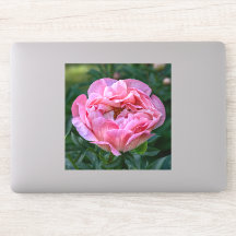 Peônia do Amor – Floral Rosa Suave