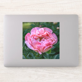 Adesivo Peônia do Amor – Floral Rosa Suave