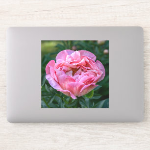 Adesivo Peônia do Amor – Floral Rosa Suave