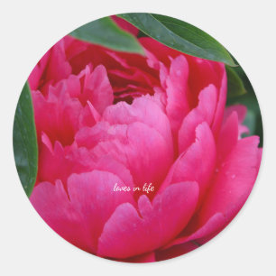 Adesivo Peônia Rosa Tímida 