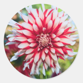 Adesivo Peppermint Dahlia Sticker